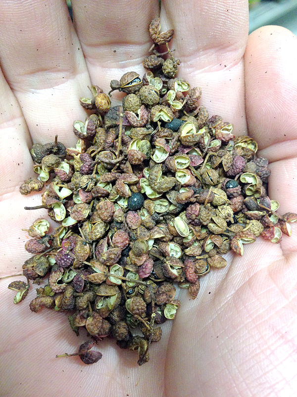 A handful of green Sichuan peppercorn
