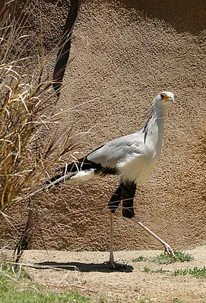 Ĉe la zoo de San Diego