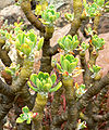 Sedum torulosum