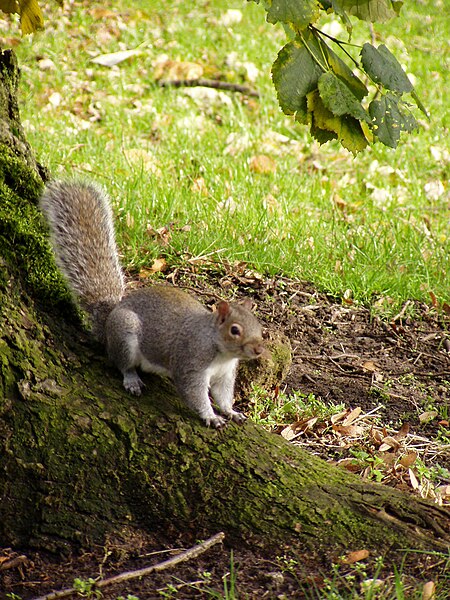 File:Sefton Park 20112009 (15).jpg