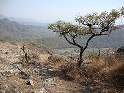 Selva baja caducifolia, en epoca de invierno, san andres de la cal.JPG