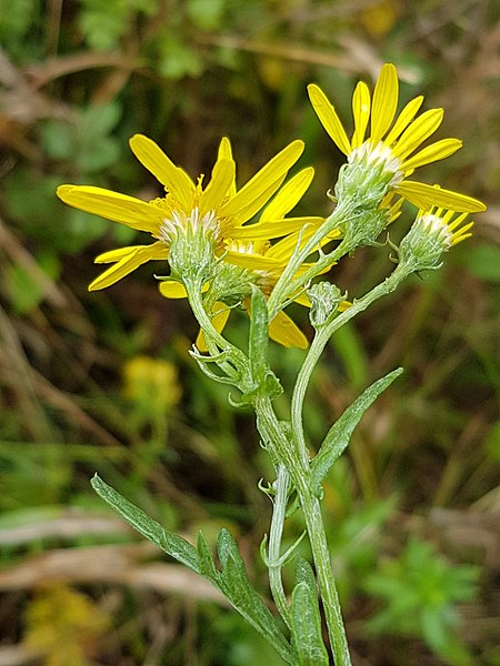 File:Senecio erucifolius sl23.jpg