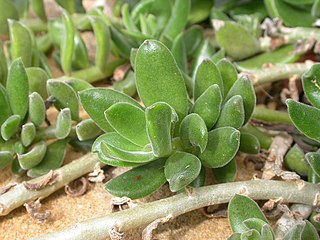 <i>Kleinia implexa</i> Species of plant