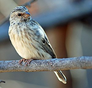 Serinus atrogularis -Opuwo, Namibia-8.jpg