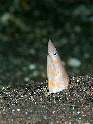<i>Apterichtus klazingai</i> Species of fish