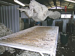 A roustabout throwing a freshly shorn fleece onto a wool table for skirting and classing. Shearing 08.JPG