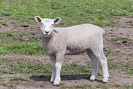 Sheep in a field in Alsager 02.jpg
