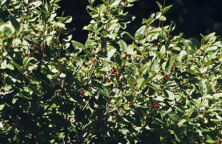 Tập_tin:Shepherdia_canadensis_(7996243933).jpg