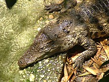 Siamese Crocodile - Biblical Zoo Siamese Crocodile-Biblical Zoo.JPG