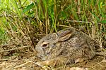 Thumbnail for Burmese hare