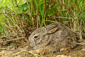 Burmese hare (Lepus peguensis), young animal