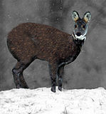 Siberian Musk Deer.jpg