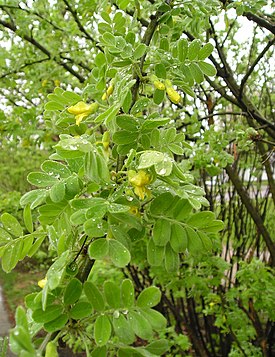 http://upload.wikimedia.org/wikipedia/commons/thumb/2/2f/Siberian_Pea_shrub.jpg/275px-Siberian_Pea_shrub.jpg