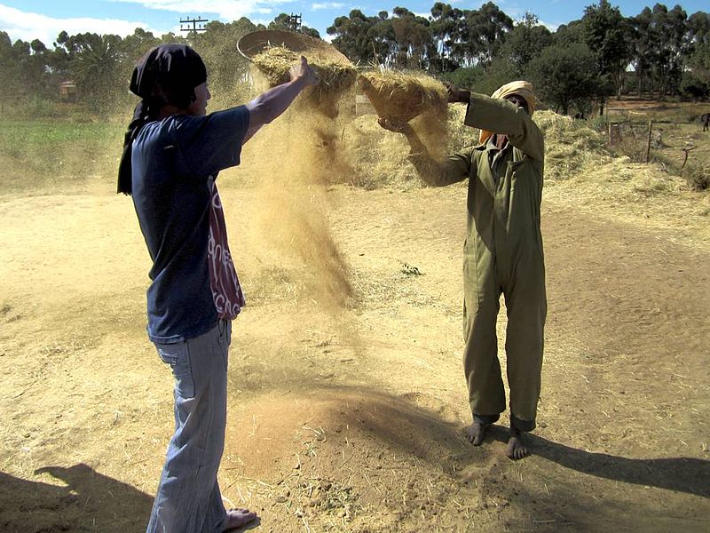 File:Sifting Grain (8352533158).jpg