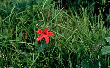 Silene virginica