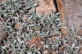 Silver raillardella (Raillardella argentea) leaves