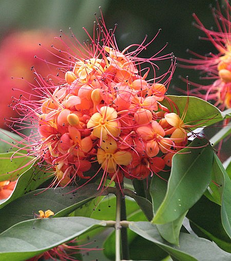 Sita-Ashok (Saraca asoca) flowers in Kolkata W IMG 4146.jpg