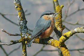 Sitta europaea cisalpina