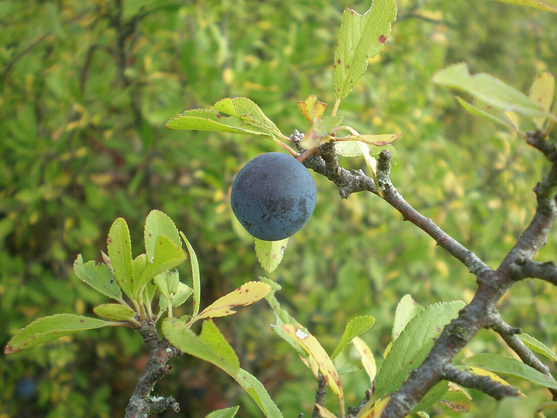 Sloe gin