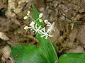 Maianthemum japonicum