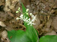 Smilacina japonica2.jpg