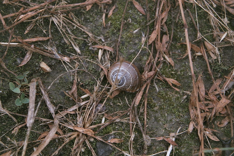 File:Snail Tychy Czulow.jpeg