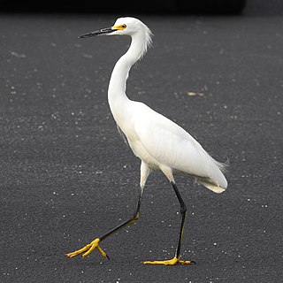 <span class="mw-page-title-main">Snowy egret</span> Species of bird