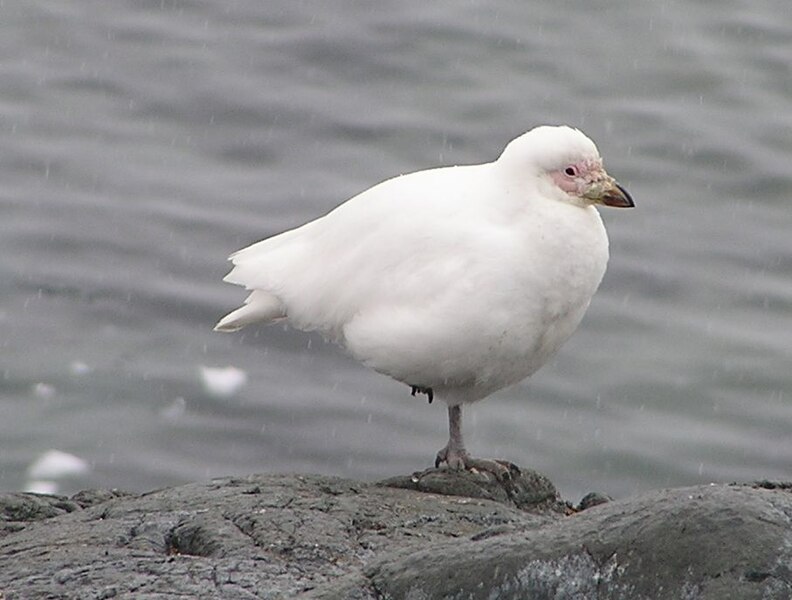 File:Snowy Sheathbill.jpg