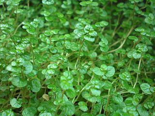 <i>Soleirolia</i> Plant in the nettle family