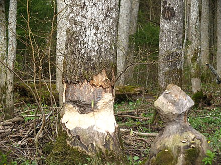 Trees gnawed by beavers in Soomaa