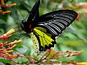 Butterfly of Karnata Praant (Hindustan)