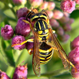 <i>Vespula squamosa</i> species of insect