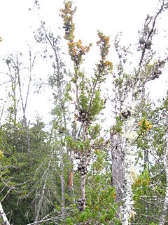 <i>Cupressus abramsiana</i> species of plant