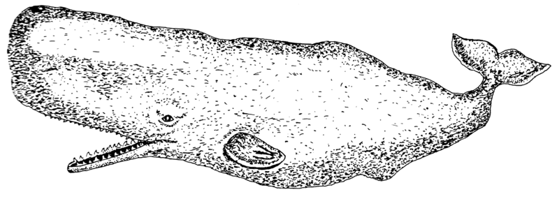 File:Sperm Whale (PSF).png