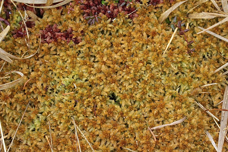 File:Sphagnum papillosum (b, 133011-473400) 5073.JPG