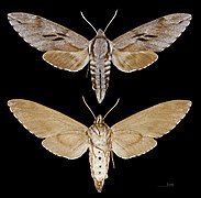 Sphinx pinastri (Hawk-moth) mounted specimen, female