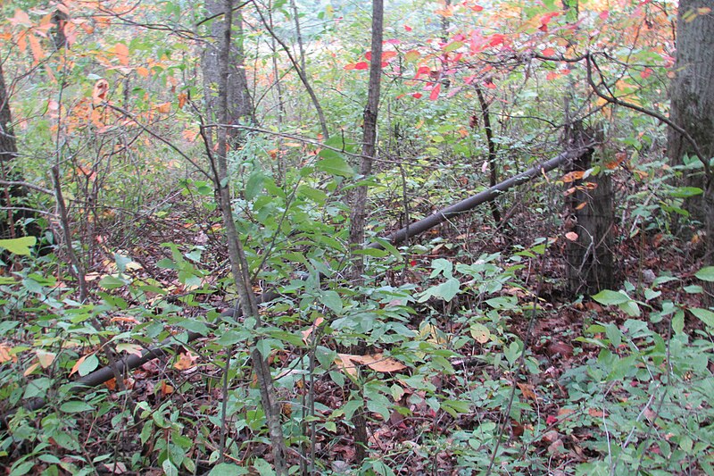 File:Spicebush (Lindera benzoin) sprouts 8421.jpg