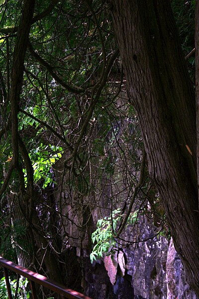 File:Spirit Rock Lookout 5021 (6022964045).jpg