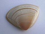 Shell of a Spisula, or surf clam Spisula aequilatera (triangle shell).JPG