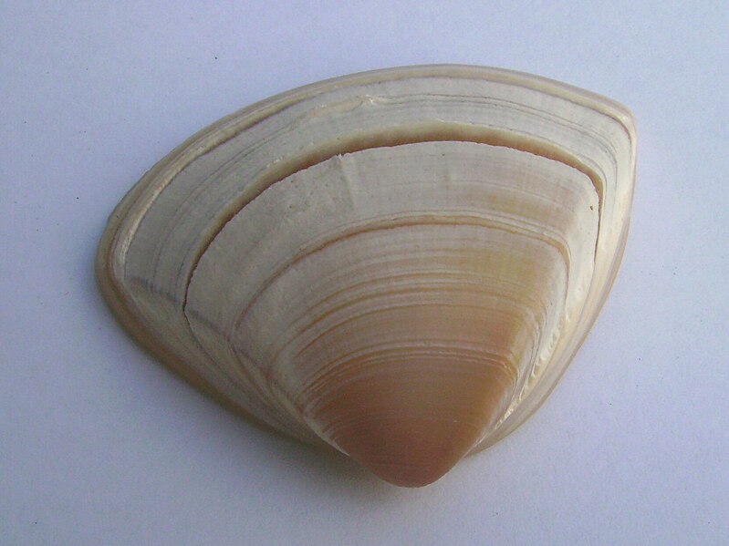 File:Spisula aequilatera (triangle shell).JPG