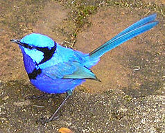 Turquoise taffeta (Malurus splendens)