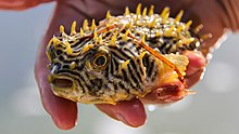 A striped burrfish from the Florida Bay. Sportfish6.jpg