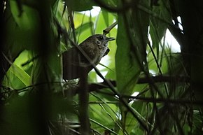 Image Description Spot-boğazlı Babbler Roing Arunachal Pradesh Hindistan 14.11.2019.jpg.