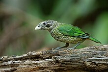 Melihat Catbird - Nasional Danau Kawah Park.jpg