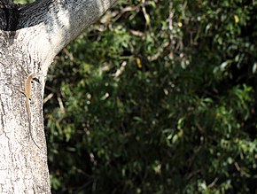 Beskrivelse av Spotted Tree Monitor (Varanus scalaris) (9334711410) .jpg-bilde.