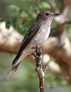 Spotted flycatcher, Muscicapa striata, at Marakele National Park, Limpopo, South Africa (16131763668).jpg