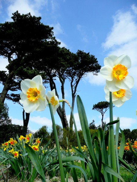 File:Spring at Trevarno - geograph.org.uk - 1230762.jpg