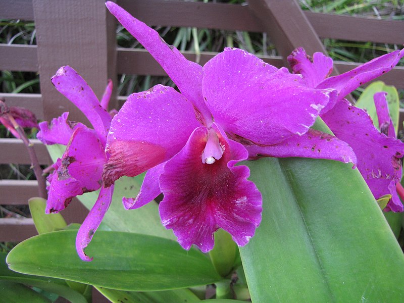 File:Starr-110307-2862-Cattleya sp-flowers-Kula Botanical Garden-Maui (24711259559).jpg