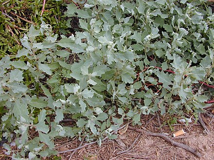 Среда обитания лебеды биология. Лебеда (Atriplex). Лебеда Садовая (Atriplex Hortensis). Лебеда Марь-белая растение. Лебеда Марь циклахена.