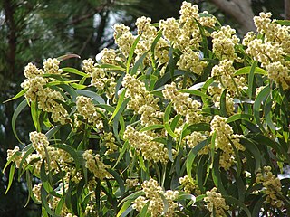 <span class="mw-page-title-main">Kula Botanical Garden</span>